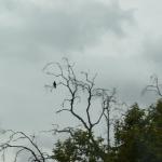 Motte_CN_0004 (May 23, 2015)